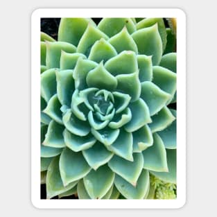 Green Star Succulent with Raindrops Sticker